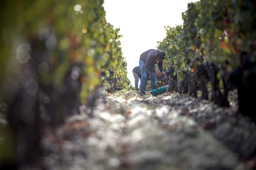 Chateau Lynch-Moussas 浪琴慕沙 買紅酒 Red Wine 香港買酒網 法國名莊酒 france red wine 買紅酒 紅酒推介 頂級紅酒 波爾多 Bordeaux 1855 Wines