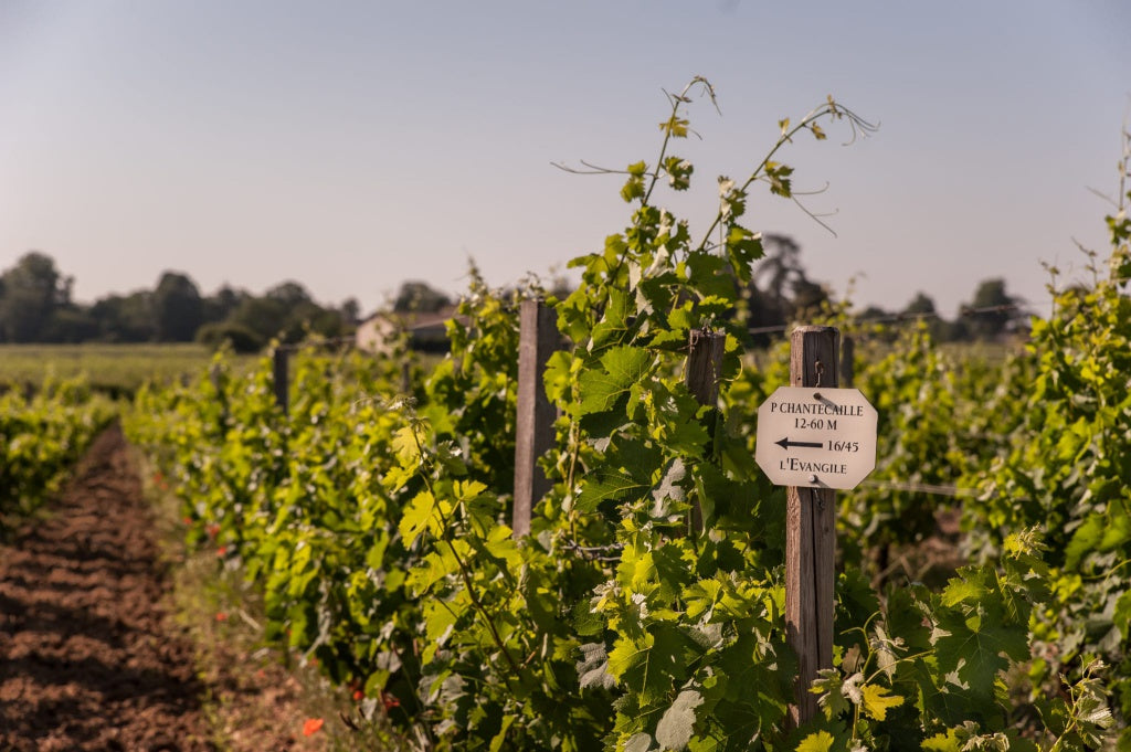 樂王吉酒莊 Chateau L'Evangile 紅酒推介 買紅酒 頂級紅酒 買紅酒 Red Wine 法國名莊酒 紅酒推薦 Fine Wine Asia