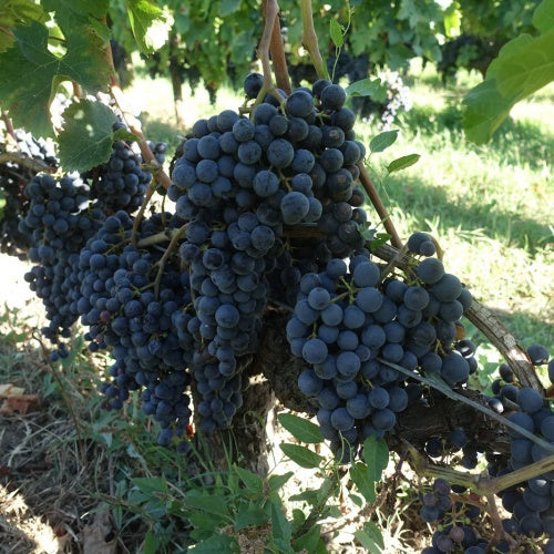 Chateau la Gaffeliere 嘉芙麗酒莊 買紅酒 Red Wine 紅酒推薦 紅酒推介 頂級紅酒 Fine Wine Asia 法國名莊酒 france red wine Wine Searcher 上網買酒 紅酒價格 紅酒推介 紅酒訂購 紅酒送貨