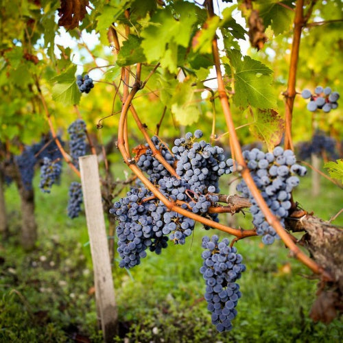 黑教皇 Chateau Pape Clement 買紅酒 Red Wine 紅酒推薦 紅酒推介 頂級紅酒 Fine Wine Asia 法國名莊酒 france red wine Wine Searcher 上網買酒 紅酒價格 紅酒推介 紅酒訂購 紅酒送貨