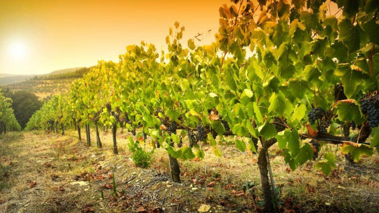 買紅酒 Red Wine 意大利頂級酒莊 頂級紅酒 買紅酒 紅酒推介 香港買酒網 紅酒推薦 意大利得獎酒 紅酒價格