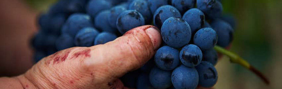 卡羅高莎酒莊, Carlo Giacosa, Barbaresco, 買紅酒, Red Wine, 紅酒推薦, Fine Wine Asia, 意大利得獎酒, 意大利頂級酒莊, 紅酒推介, 頂級紅酒,italian red wine, Wine Searcher, 買酒, 上網買酒, 酒鋪, 紅酒價格, 紅酒推介, 紅酒訂購, 紅酒送貨, 免費送貨