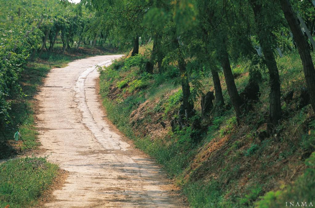 艾瑪酒莊, INAMA, 買紅酒, Red Wine, 紅酒推薦, Fine Wine Asia, 意大利得獎酒, 意大利頂級酒莊, 紅酒推介, 頂級紅酒,italian red wine, Wine Searcher, 買酒, 上網買酒, 酒鋪, 紅酒價格, 紅酒推介, 紅酒訂購, 紅酒送貨, 免費送貨