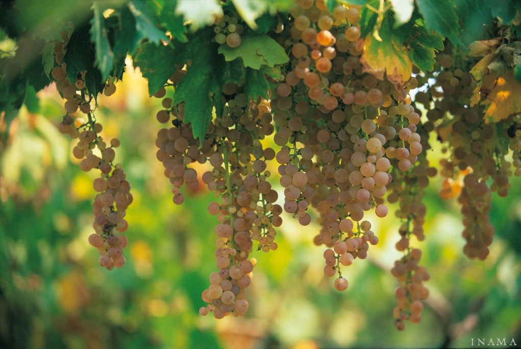 艾瑪酒莊, INAMA, 買紅酒, Red Wine, 紅酒推薦, Fine Wine Asia, 意大利得獎酒, 意大利頂級酒莊, 紅酒推介, 頂級紅酒,italian red wine, Wine Searcher, 買酒, 上網買酒, 酒鋪, 紅酒價格, 紅酒推介, 紅酒訂購, 紅酒送貨, 免費送貨