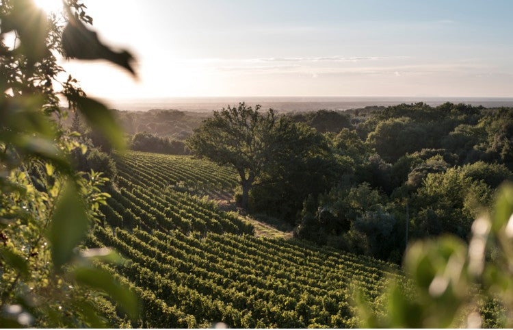 買紅酒 Red Wine 意大利頂級酒莊 頂級紅酒 買紅酒 紅酒推介 香港買酒網 紅酒推薦 意大利得獎酒 紅酒價格
