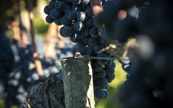 買紅酒 Red Wine, Fine Wine Asia, 法國名莊酒, france red wine, 波爾多1855, 波爾多, Bordeaux Wines, 香港買酒網, 酒鋪, 上網買酒, 紅酒價格, 紅酒推介, 紅酒訂購, 紅酒送貨