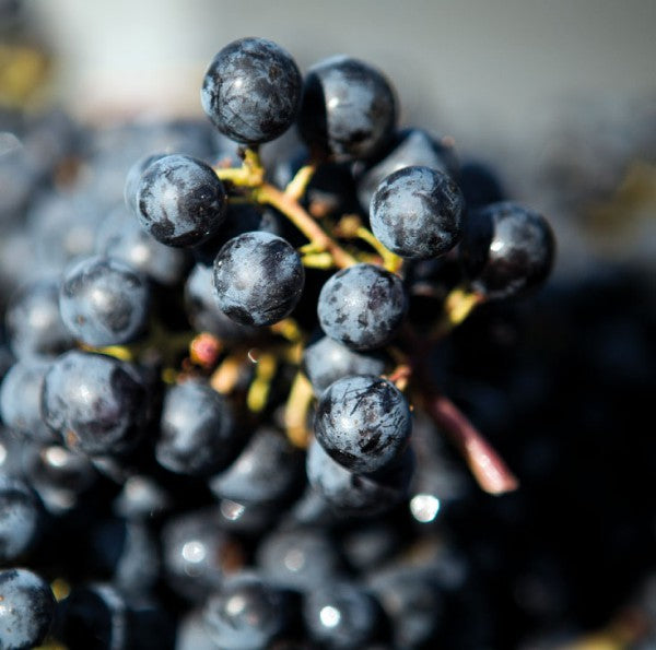 買紅酒 Red Wine, Fine Wine Asia, 法國名莊酒, france red wine, 波爾多1855, 波爾多, Bordeaux Wines, 香港買酒網, 酒鋪, 上網買酒, 紅酒價格, 紅酒推介, 紅酒訂購, 紅酒送貨