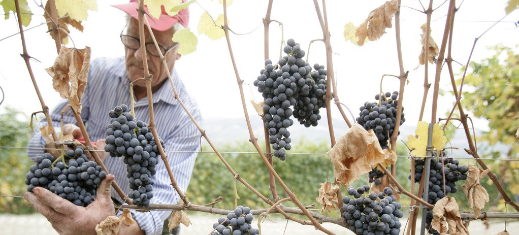 買紅酒 Red Wine, Fine Wine Asia, 法國名莊酒, france red wine, 波爾多1855, 波爾多, Bordeaux Wines, 香港買酒網, 酒鋪, 上網買酒, 紅酒價格, 紅酒推介, 紅酒訂購, 紅酒送貨