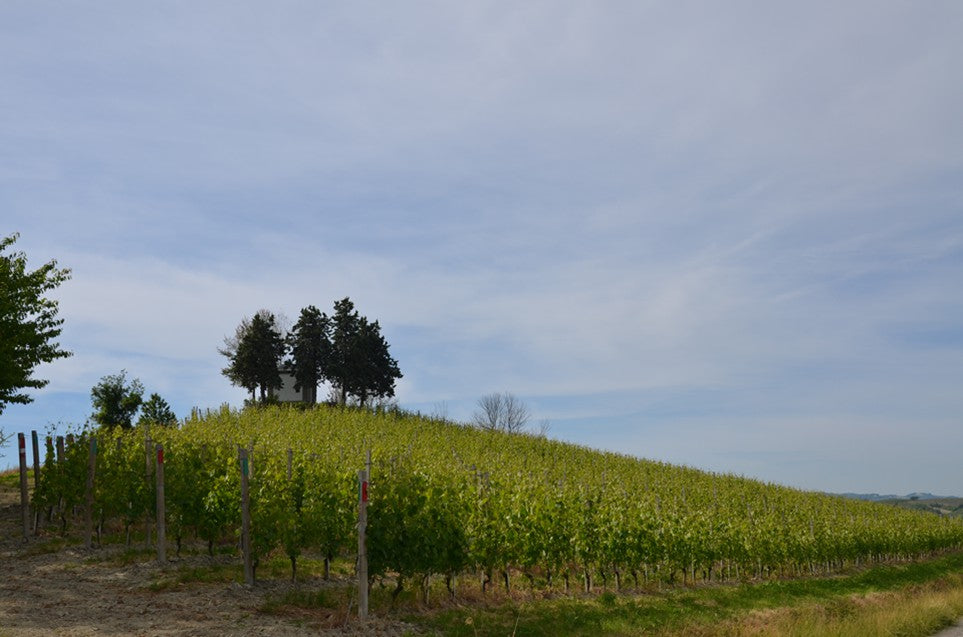 買紅酒 Red Wine, Fine Wine Asia, 法國名莊酒, france red wine, 波爾多1855, 波爾多, Bordeaux Wines, 香港買酒網, 酒鋪, 上網買酒, 紅酒價格, 紅酒推介, 紅酒訂購, 紅酒送貨